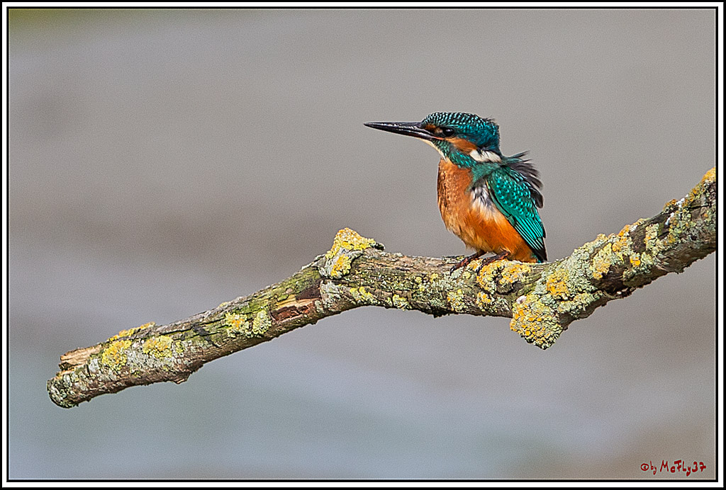 Eisvogel, Portrait, Wildlife