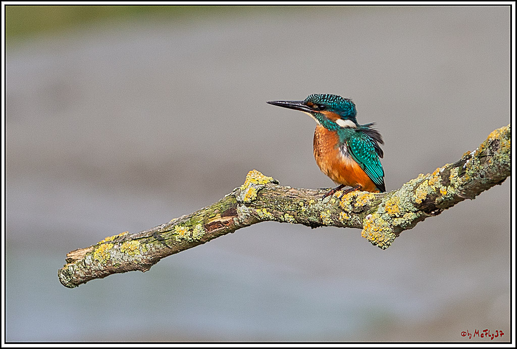 Eisvogel, Portrait, Wildlife