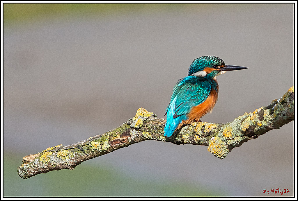 Eisvogel, Portrait, Wildlife