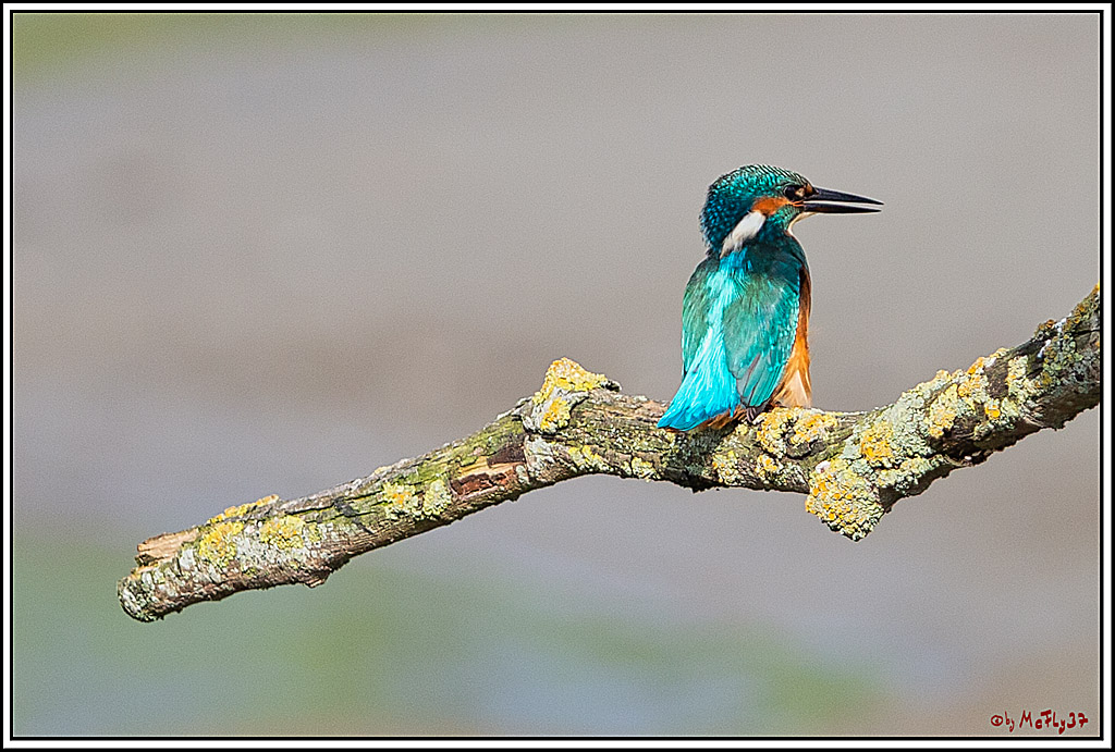 Eisvogel, Portrait, Wildlife