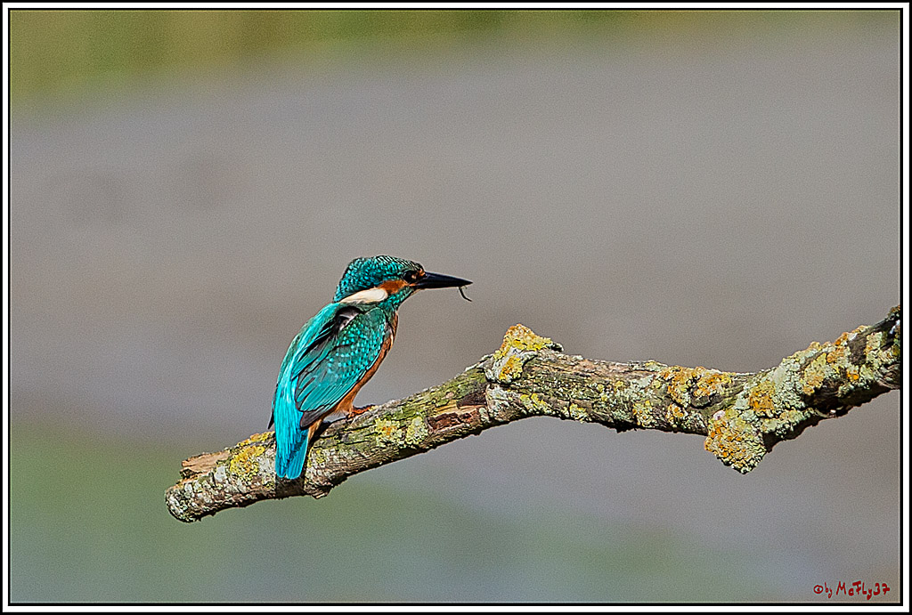 Eisvogel, Portrait, Wildlife