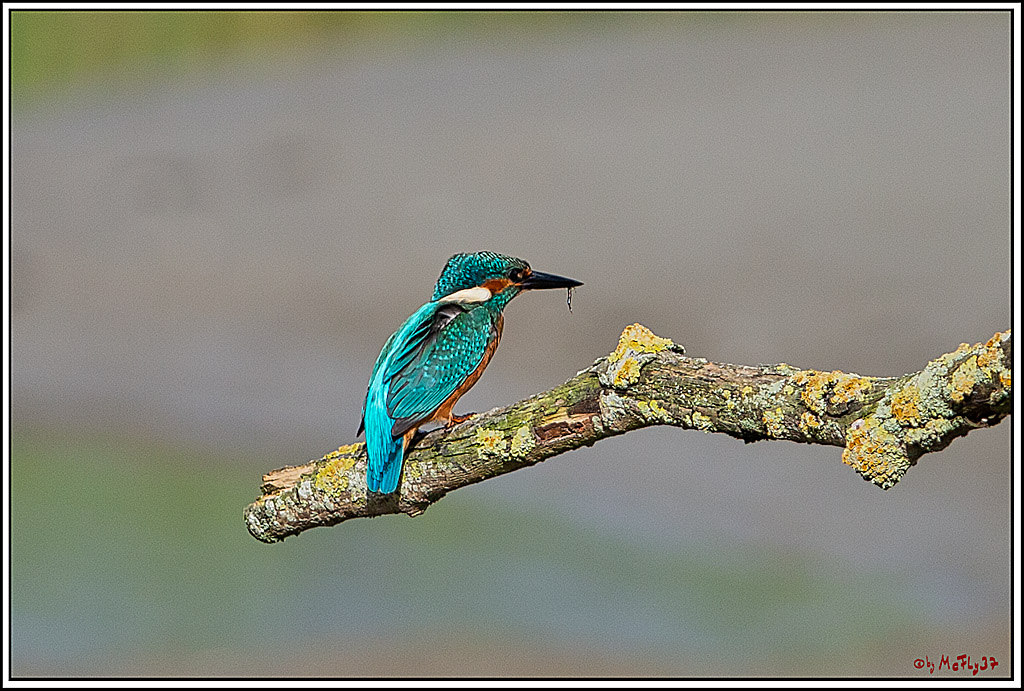 Eisvogel, Portrait, Wildlife