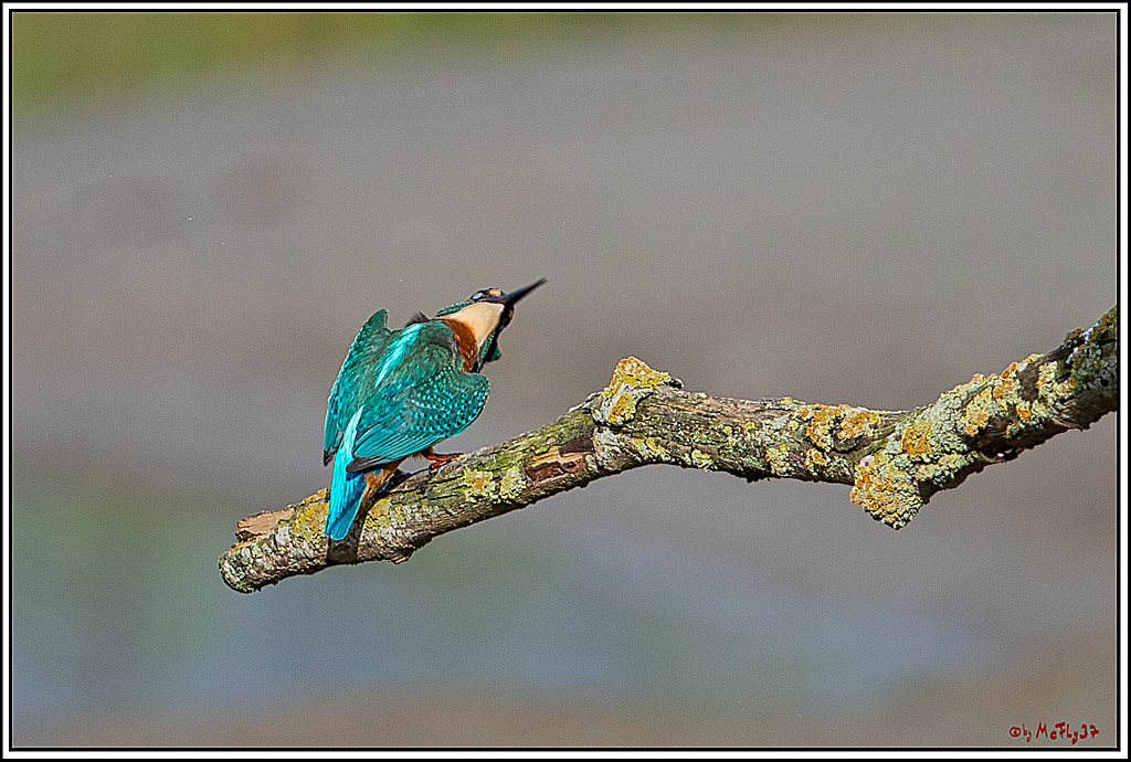Eisvogel, Portrait, Wildlife