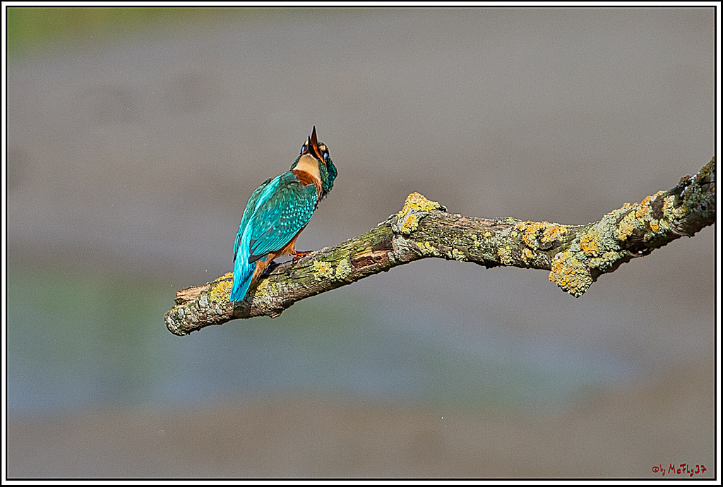Eisvogel, Portrait, Wildlife