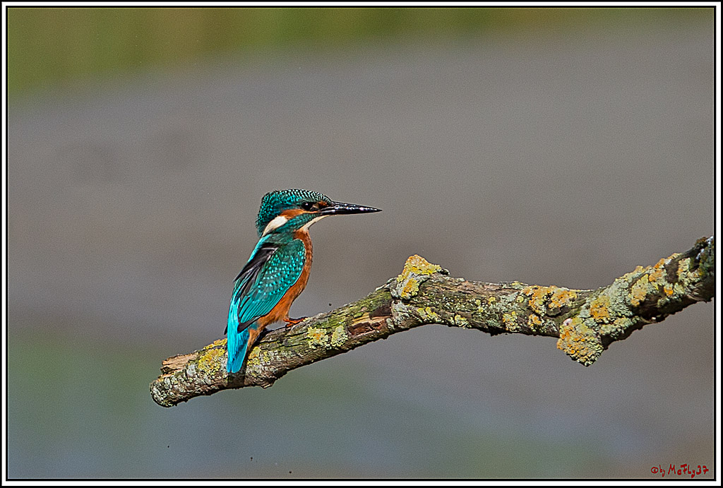 Eisvogel, Portrait, Wildlife
