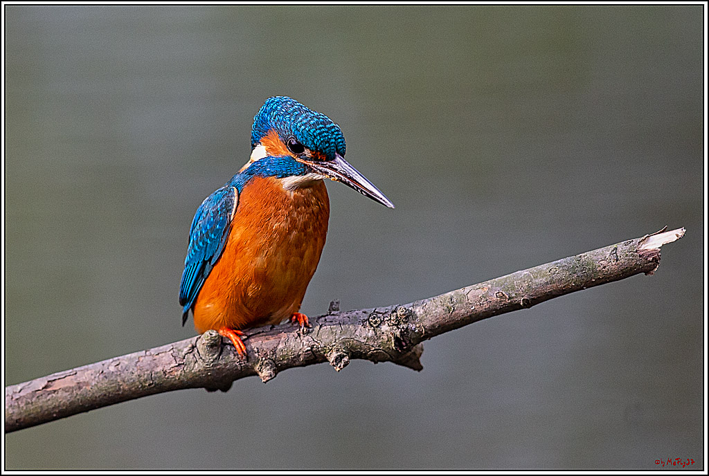 Eisvogel, Portrait, Wildlife