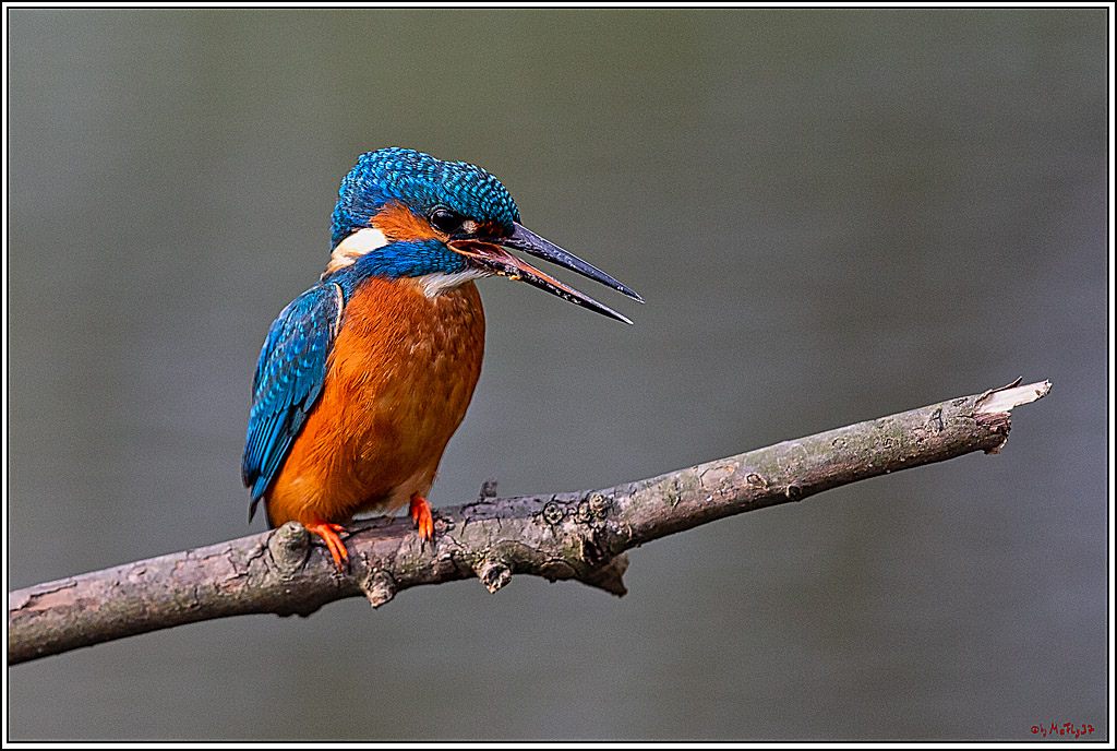 Eisvogel, Portrait, Wildlife