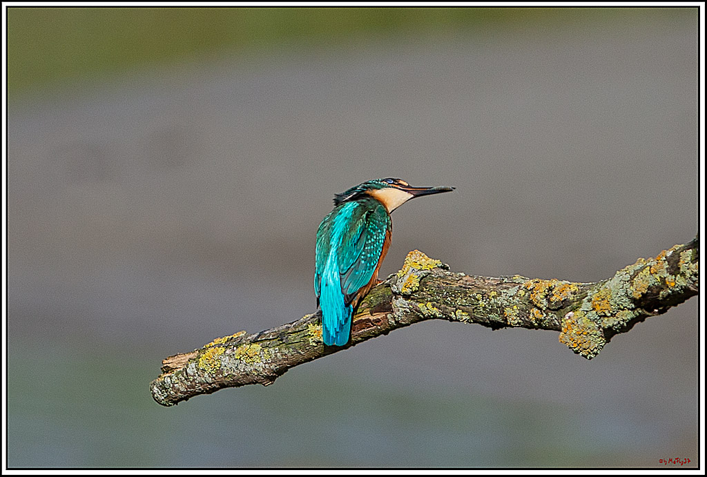 Eisvogel, Portrait, Wildlife
