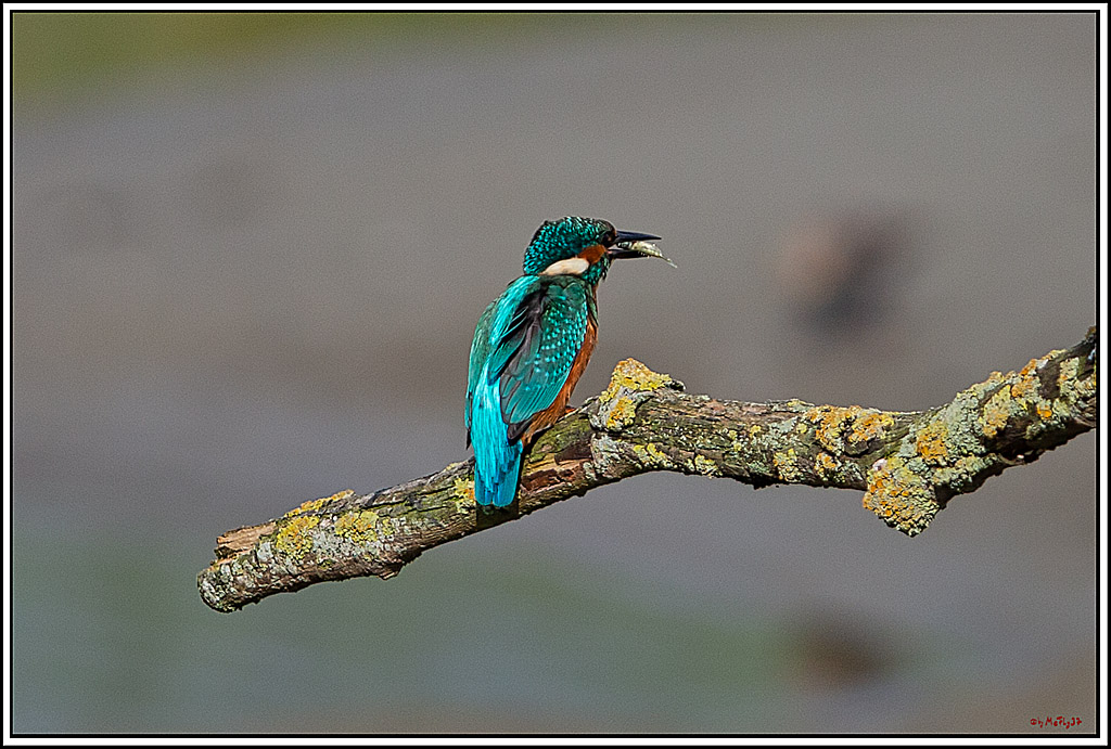 Eisvogel, Portrait, Wildlife