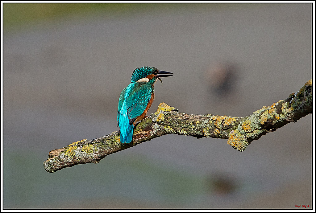 Eisvogel, Portrait, Wildlife