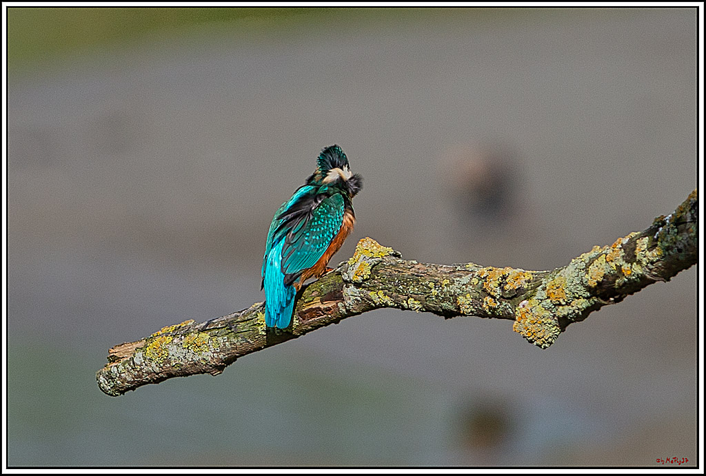Eisvogel, Portrait, Wildlife