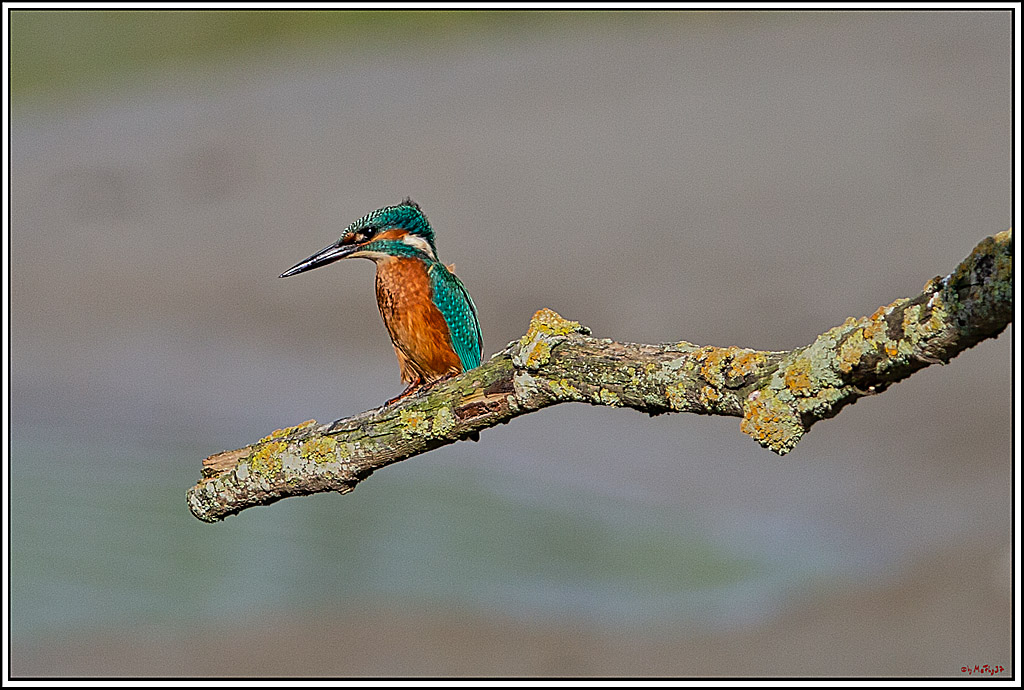 Eisvogel, Portrait, Wildlife