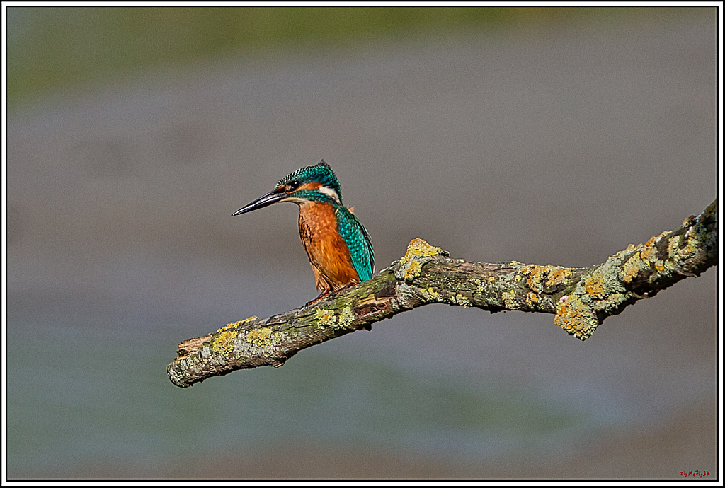 Eisvogel, Portrait, Wildlife