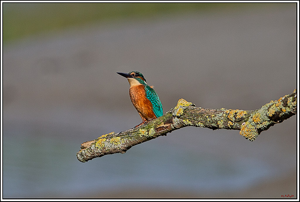 Eisvogel, Portrait, Wildlife