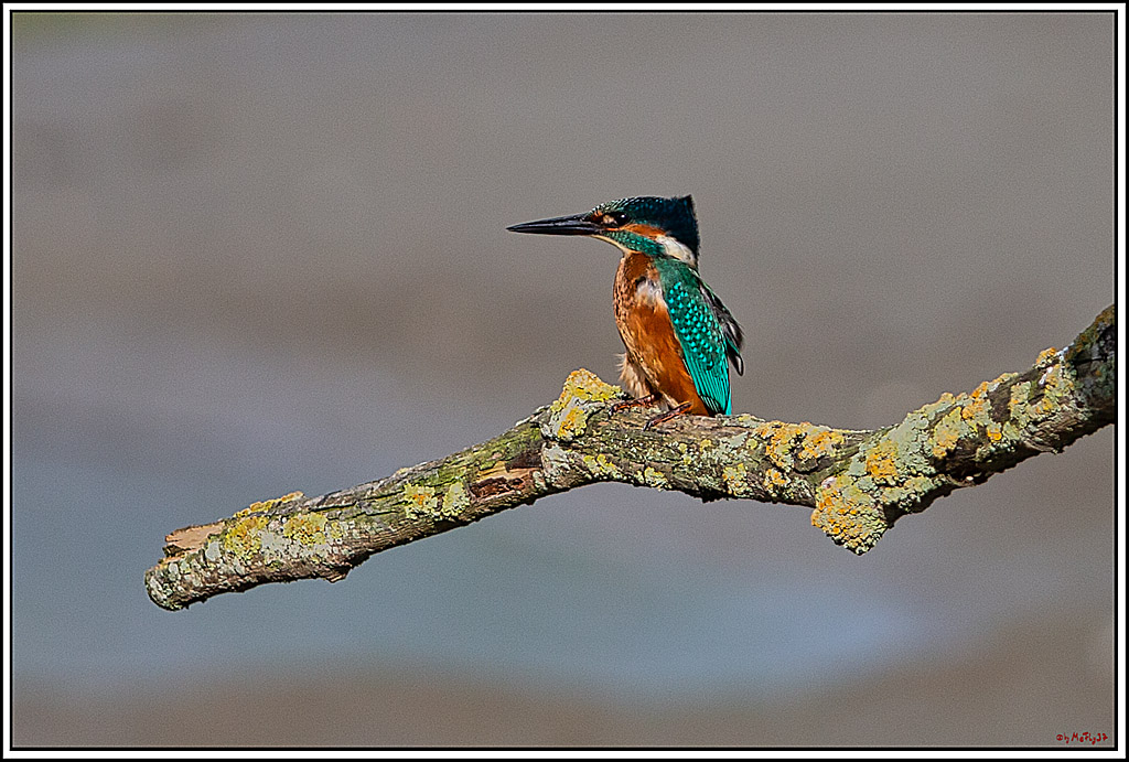 Eisvogel, Portrait, Wildlife