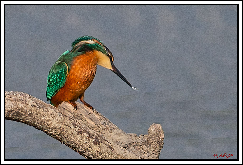 Eisvogel, Portrait, Wildlife