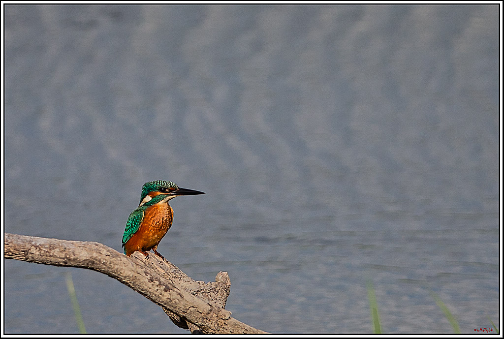 Eisvogel, Portrait, Wildlife