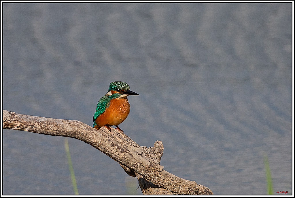Eisvogel, Portrait, Wildlife
