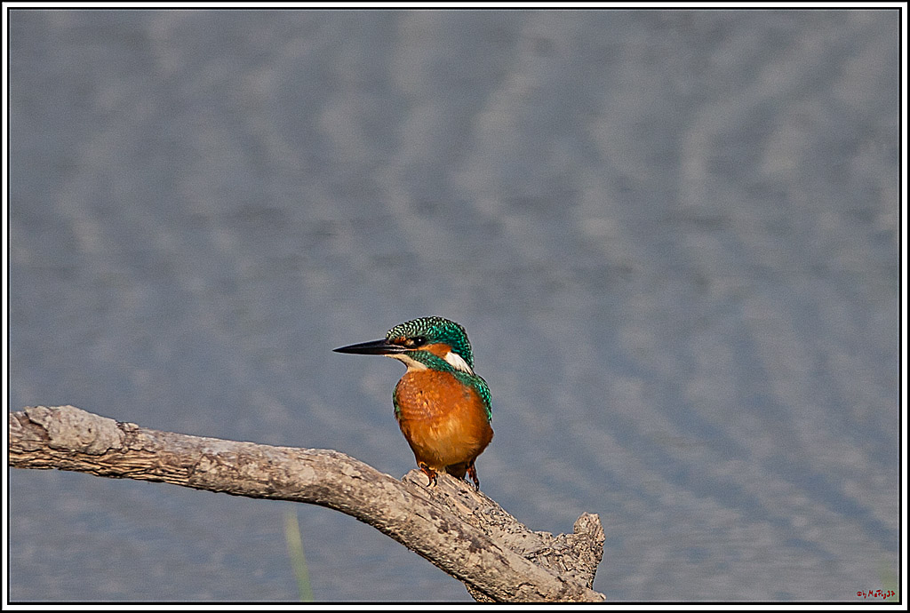 Eisvogel, Portrait, Wildlife