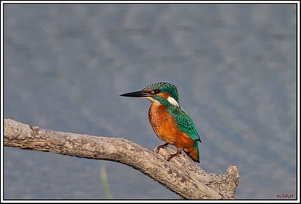 Eisvogel, Portrait, Wildlife