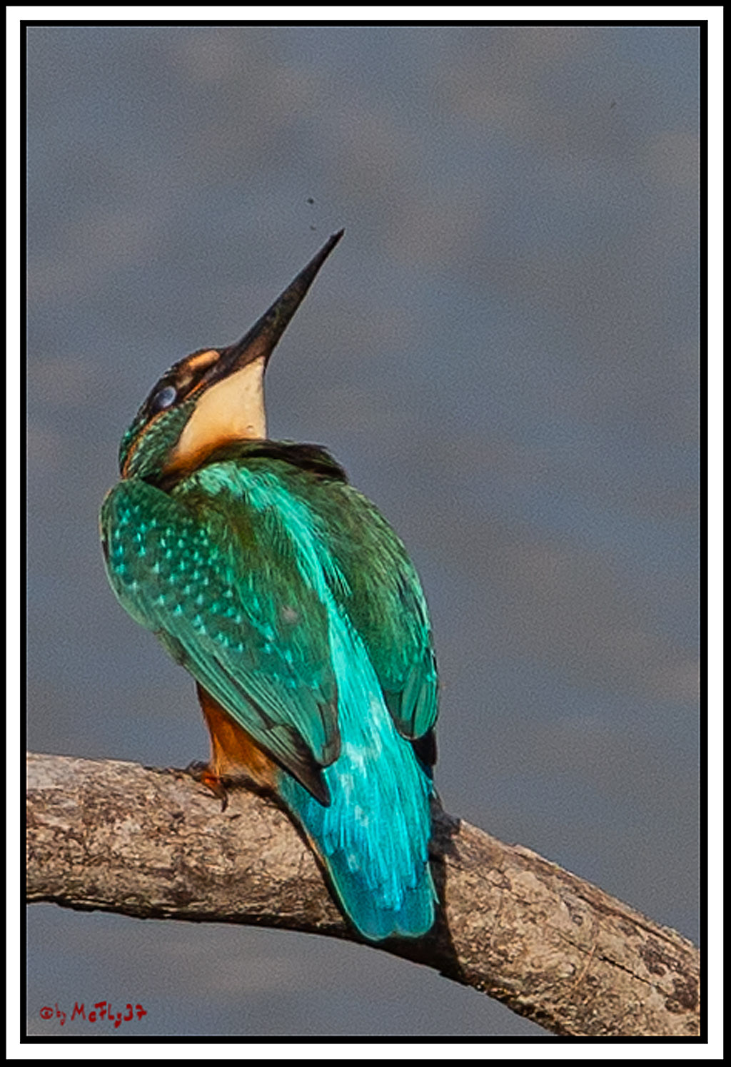 Eisvogel, Portrait, Wildlife