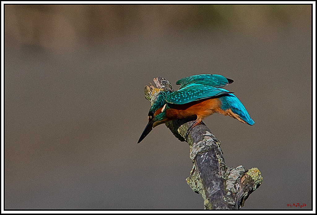Eisvogel, Portrait, Wildlife