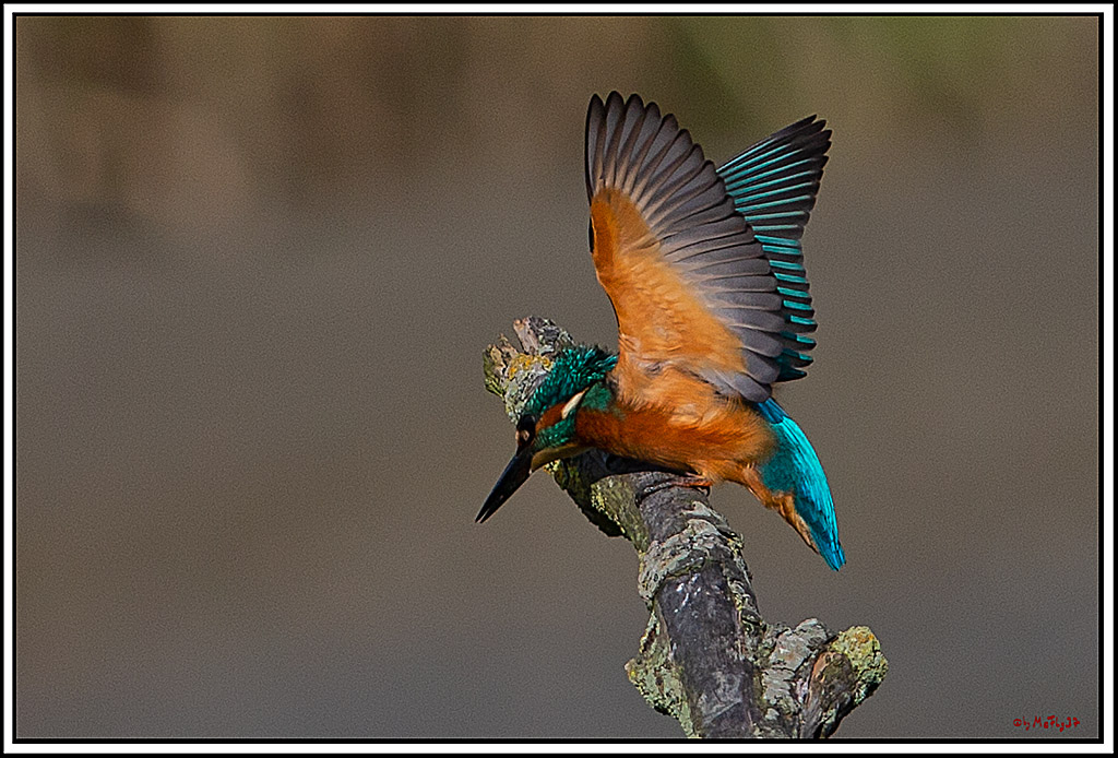 Eisvogel, Portrait, Wildlife