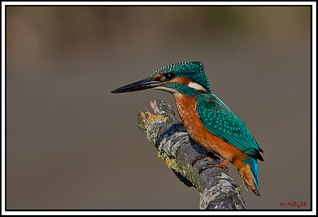 Eisvogel, Portrait, Wildlife