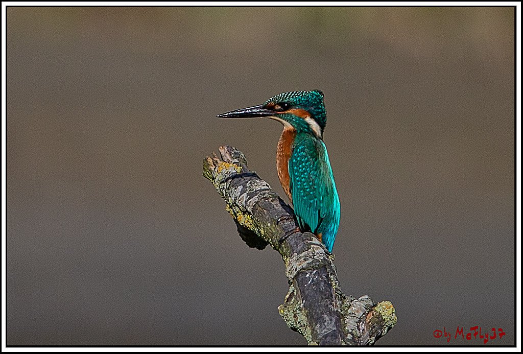 Eisvogel, Portrait, Wildlife