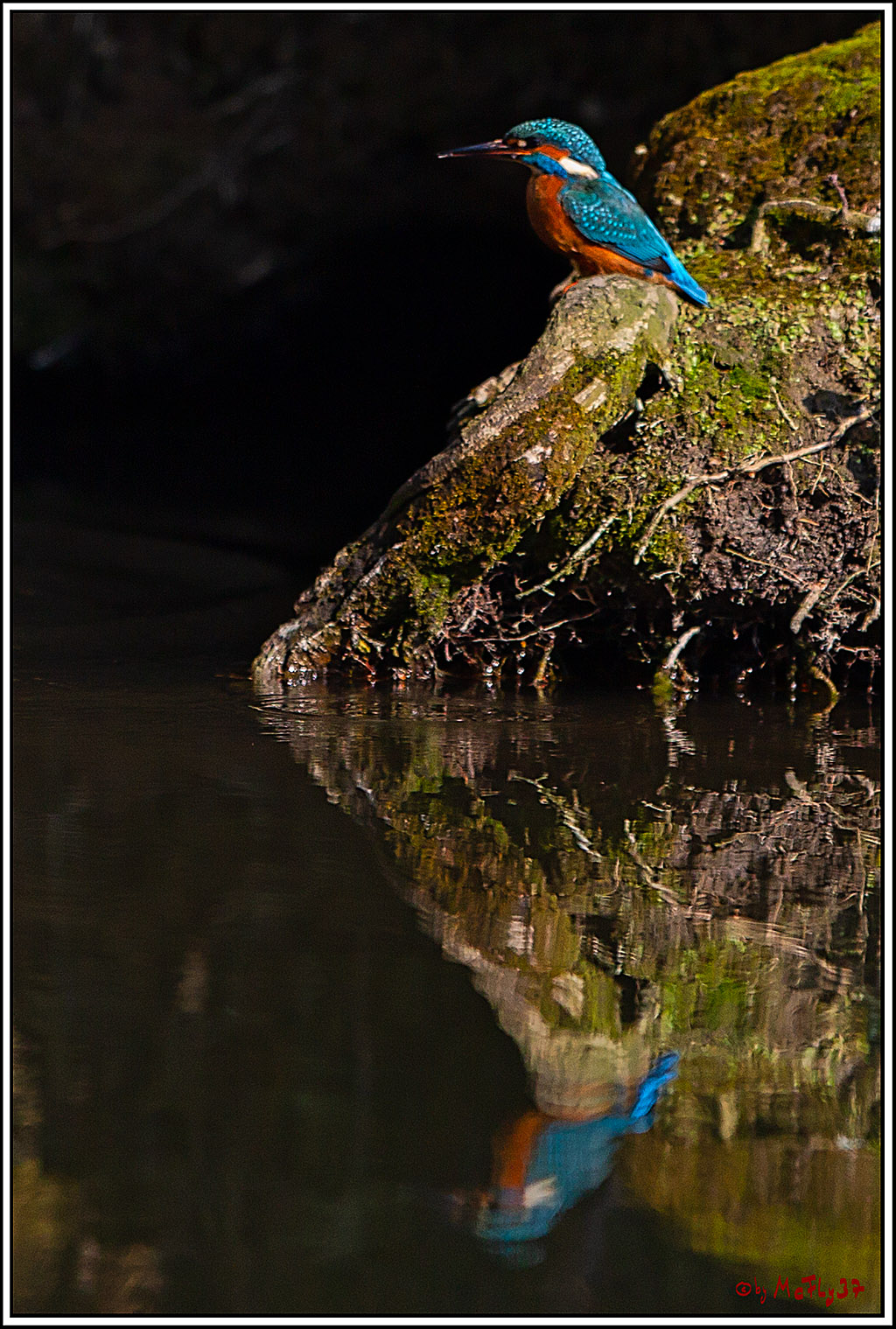 Eisvogel, Portrait, Wildlife