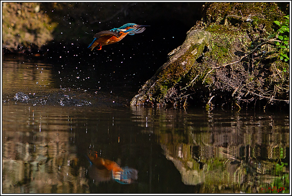 Eisvogel, Portrait, Wildlife
