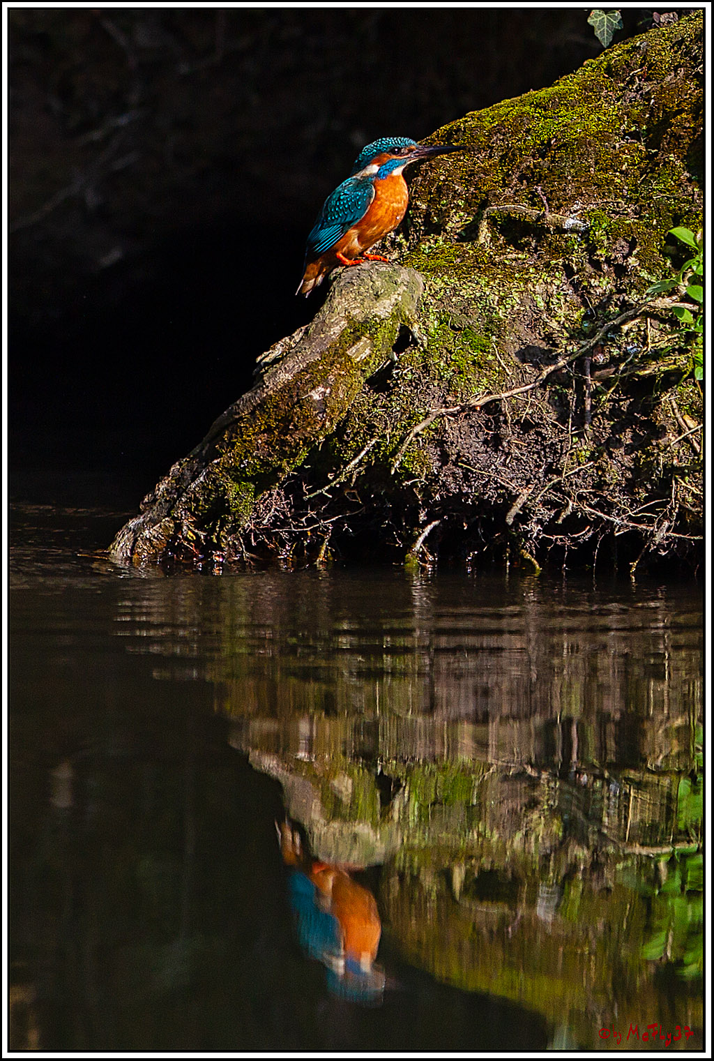 Eisvogel, Portrait, Wildlife