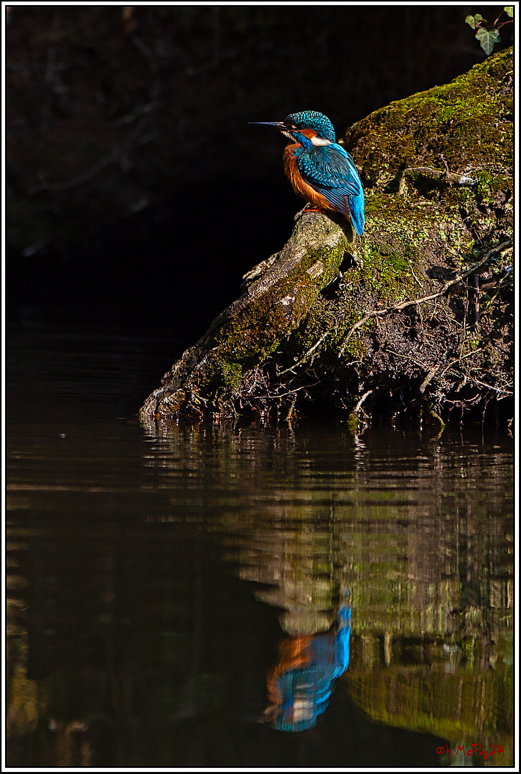 Eisvogel, Portrait, Wildlife