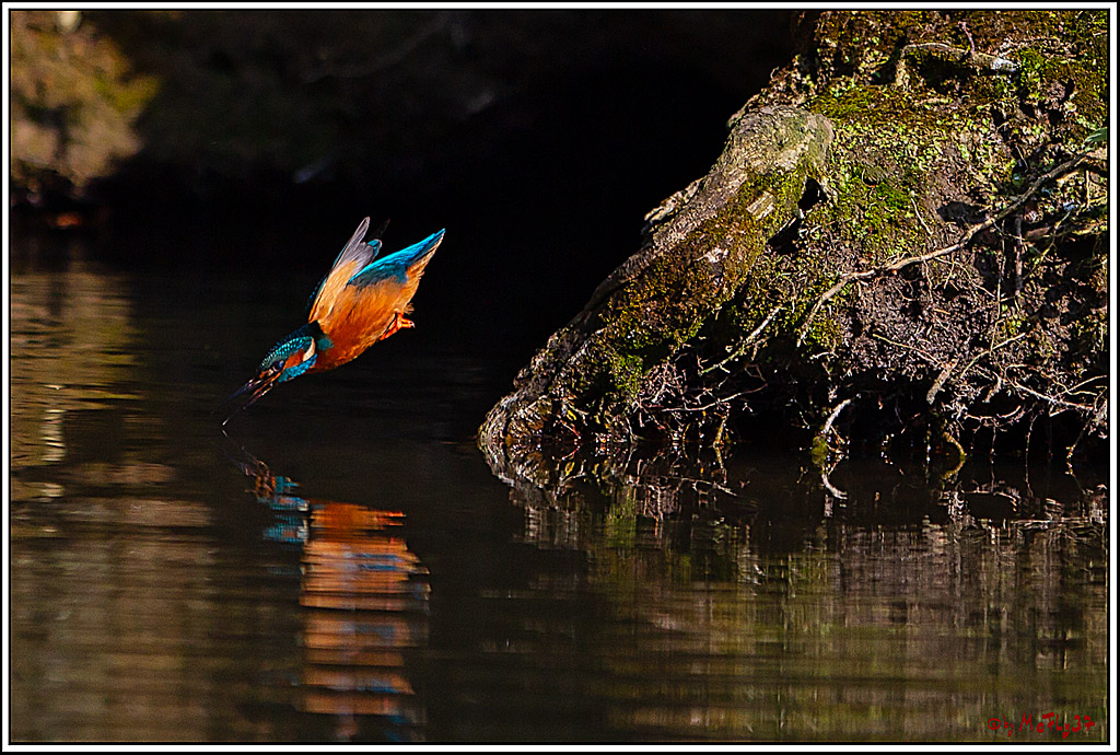 Eisvogel, Portrait, Wildlife
