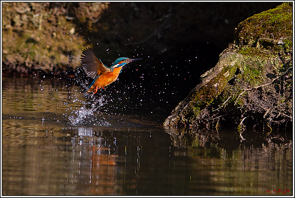 Eisvogel, Portrait, Wildlife