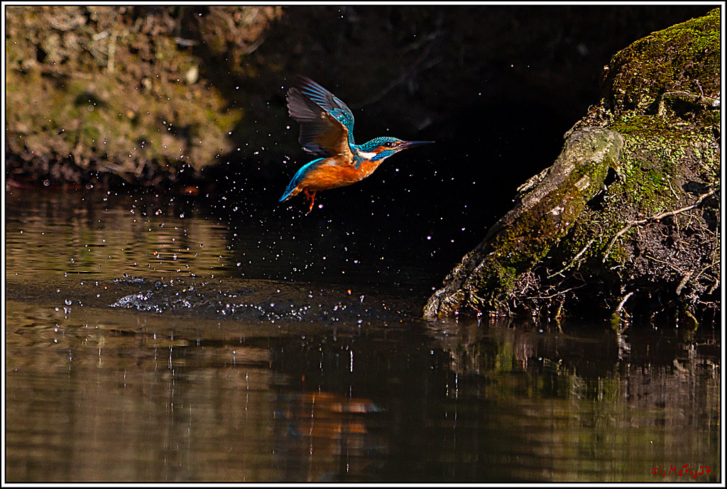 Eisvogel, Portrait, Wildlife