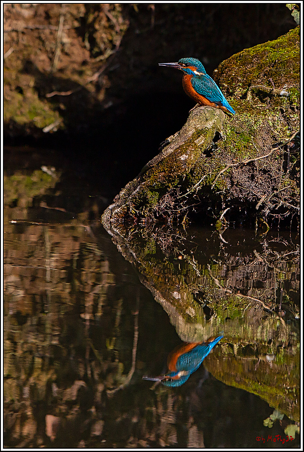 Eisvogel, Portrait, Wildlife