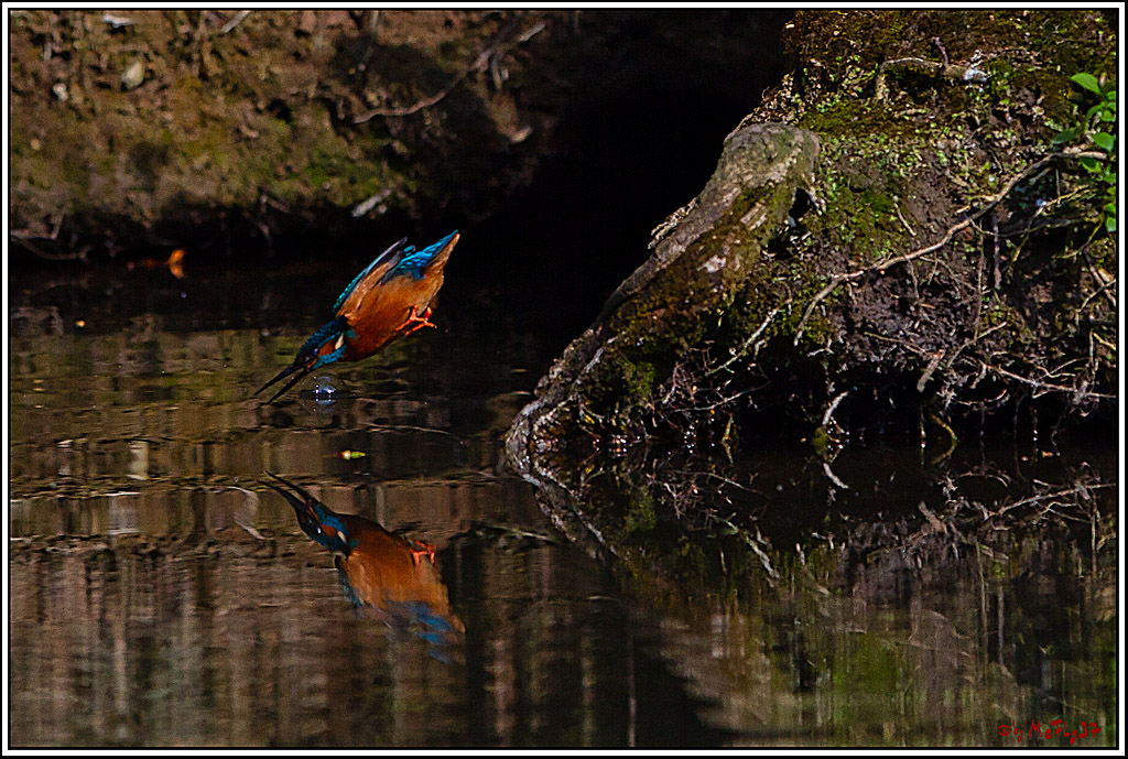 Eisvogel, Portrait, Wildlife
