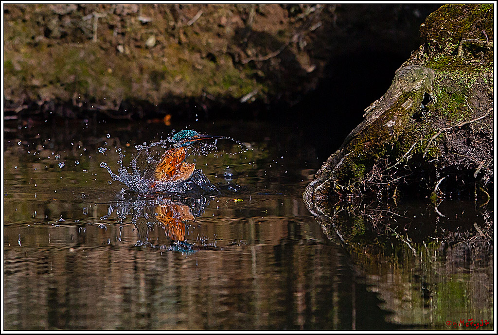 Eisvogel, Portrait, Wildlife
