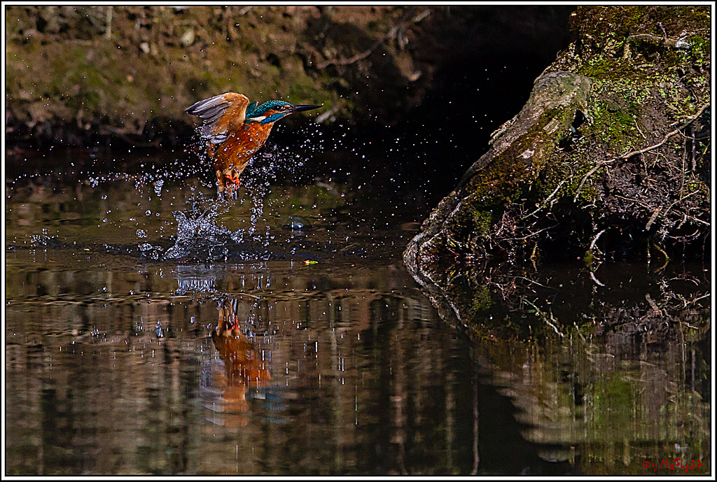Eisvogel, Portrait, Wildlife