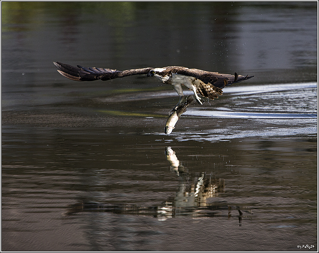 DICK0375