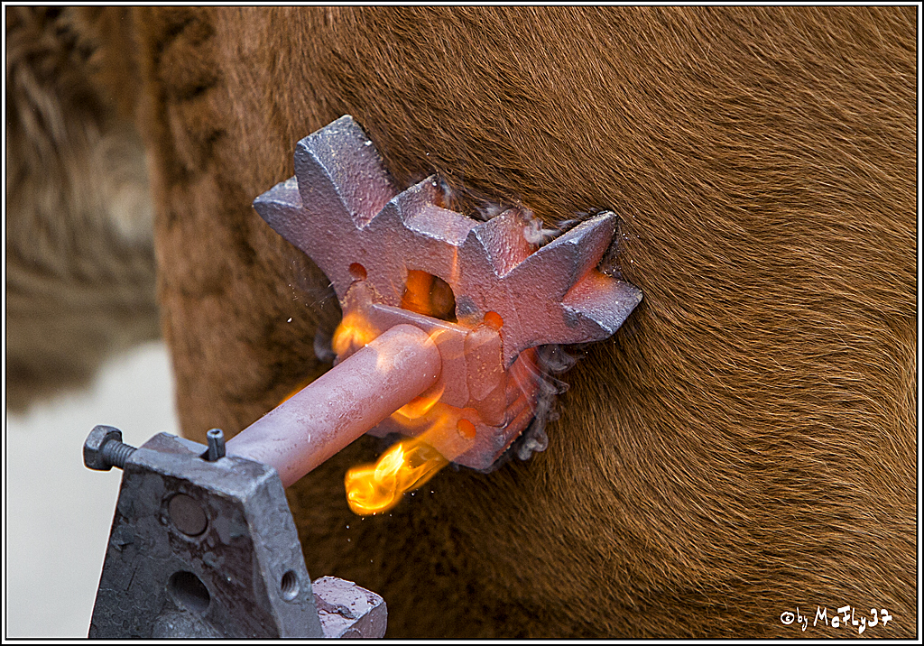 DICK6793