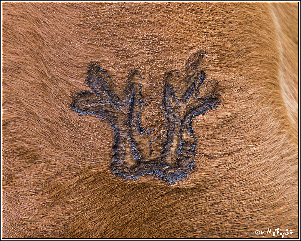 DICK6804