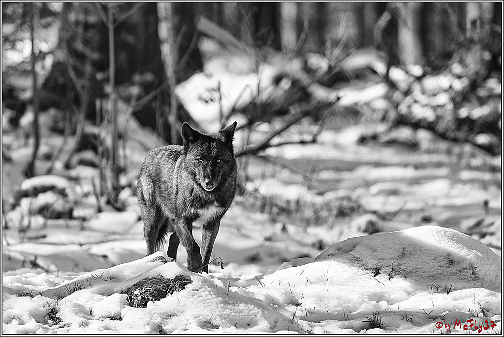Timberwolf - Polarwolf Kasselburg, 18.02.2018