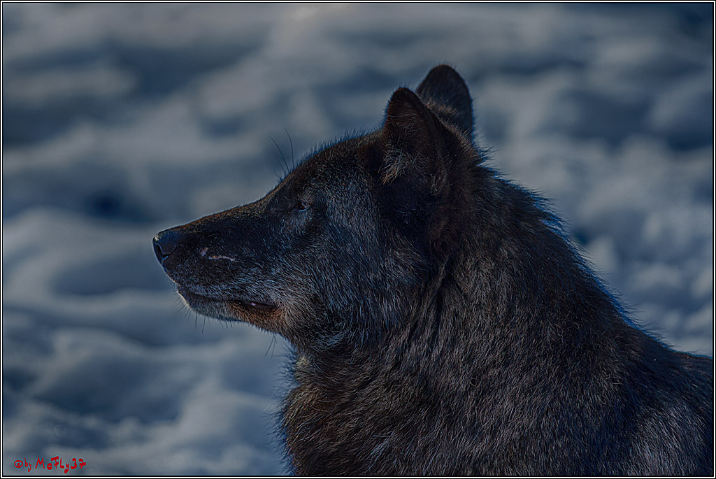 Timberwolf - Polarwolf Kasselburg, 18.02.2018