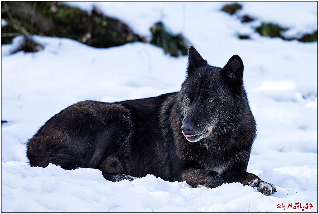 Timberwolf - Polarwolf Kasselburg, 18.02.2018