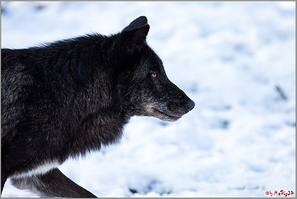 Timberwolf - Polarwolf Kasselburg, 18.02.2018