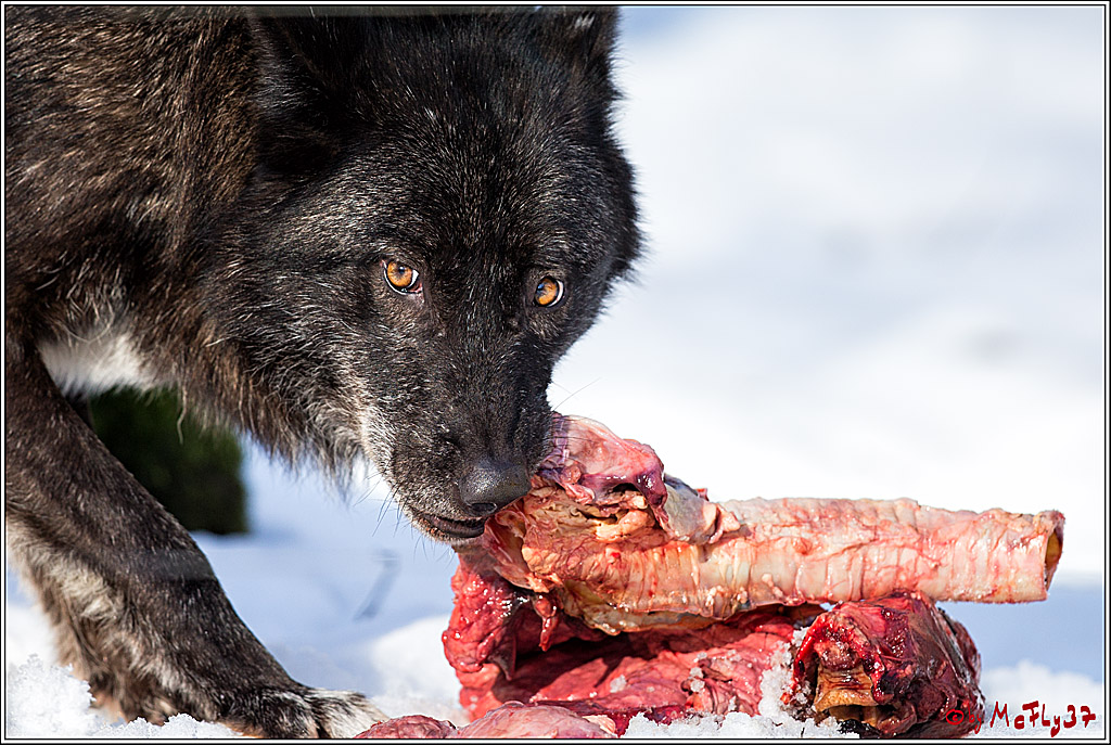 Timberwolf - Polarwolf Kasselburg, 18.02.2018