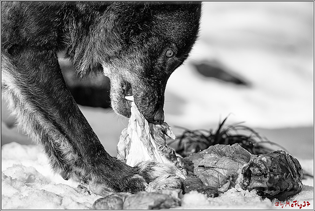 Timberwolf - Polarwolf Kasselburg, 18.02.2018