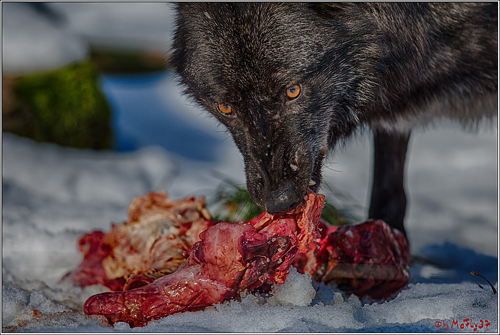 Timberwolf - Polarwolf Kasselburg, 18.02.2018